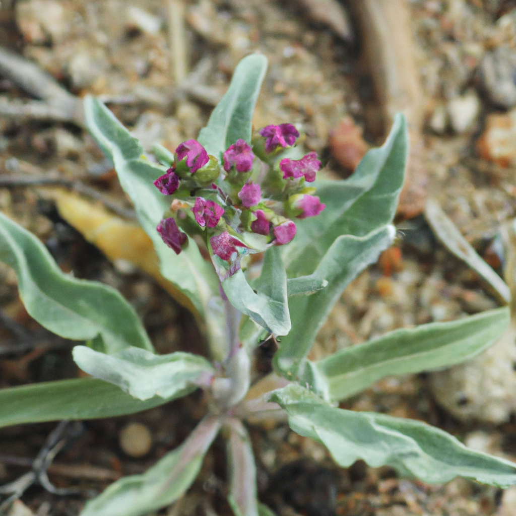 purple-cudweed-lawn-weeds