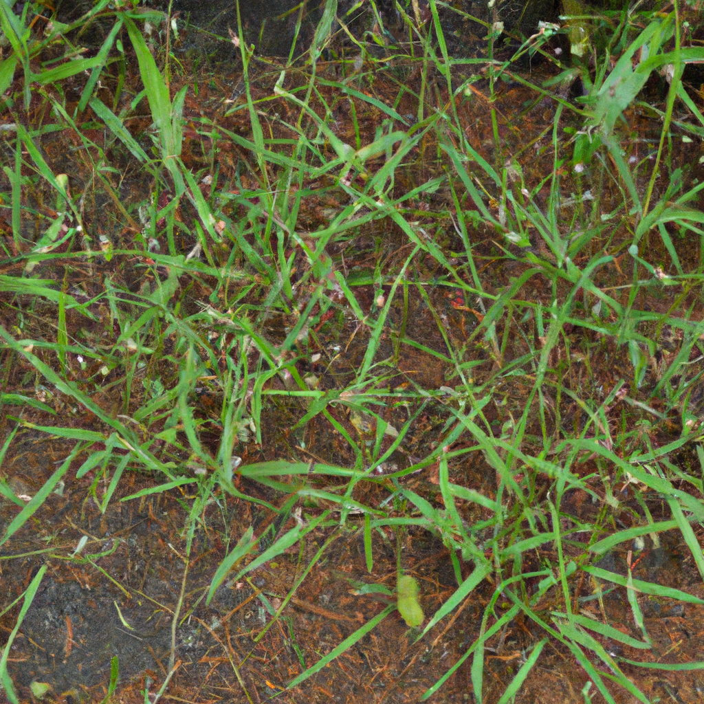Quackgrass plant