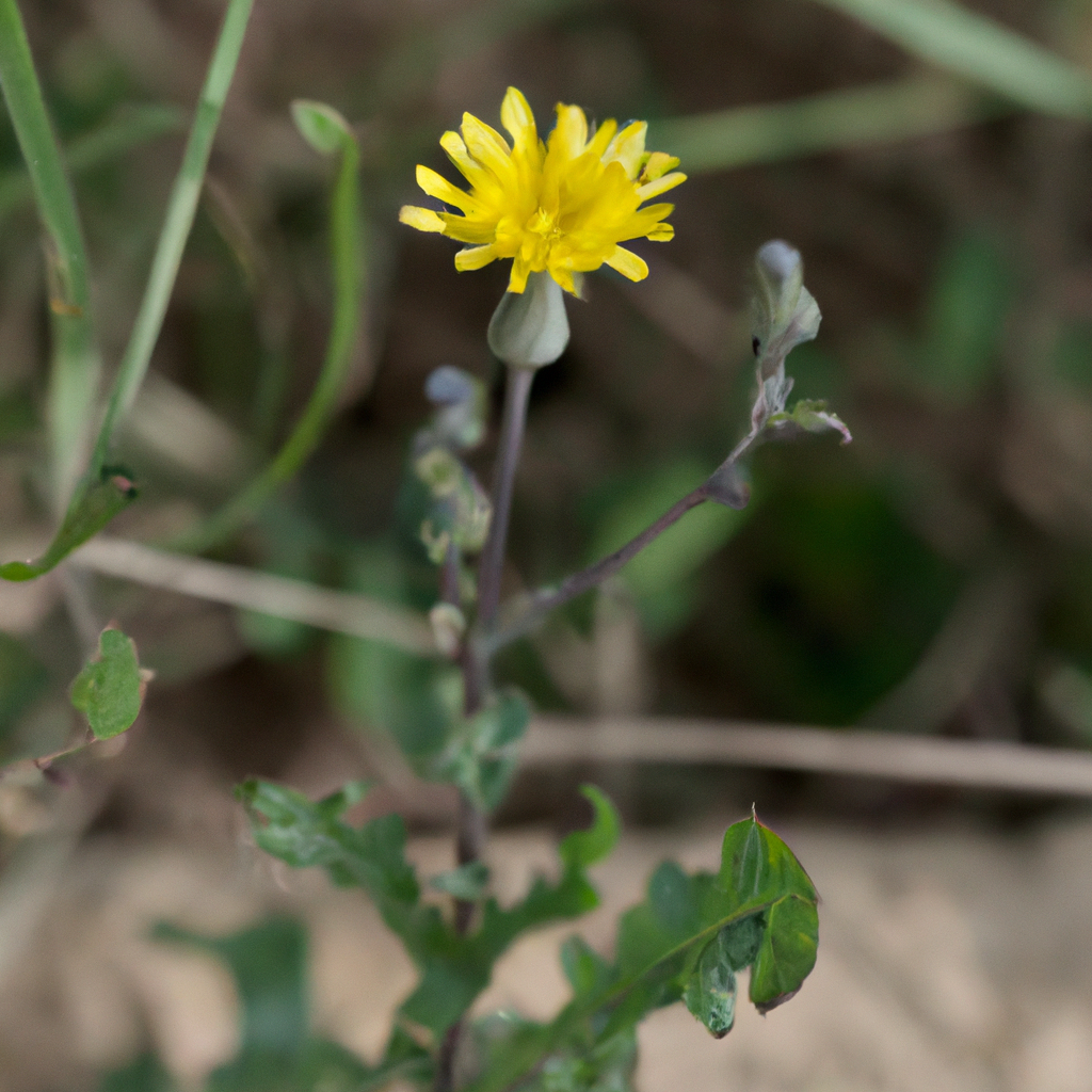 Sow-Thistle plant