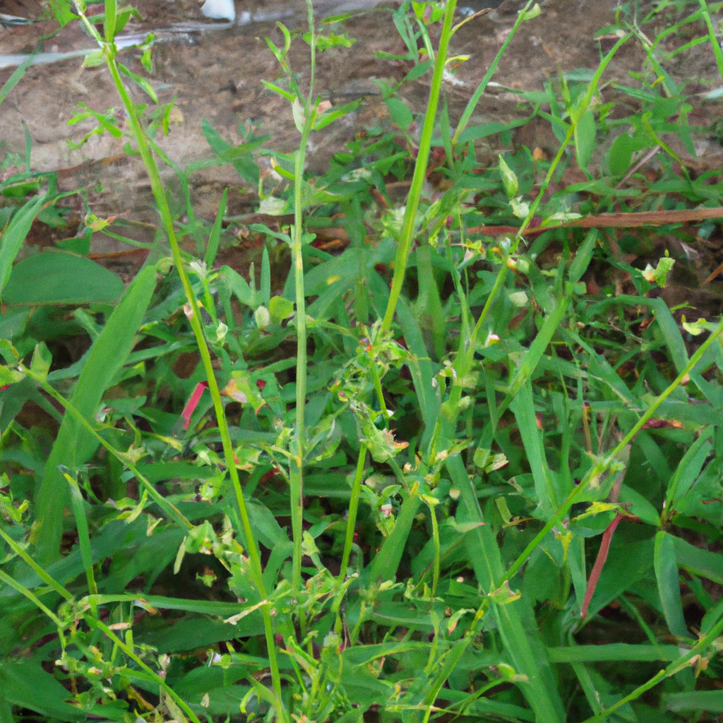 St. Augustine Grass - Lawn Weeds