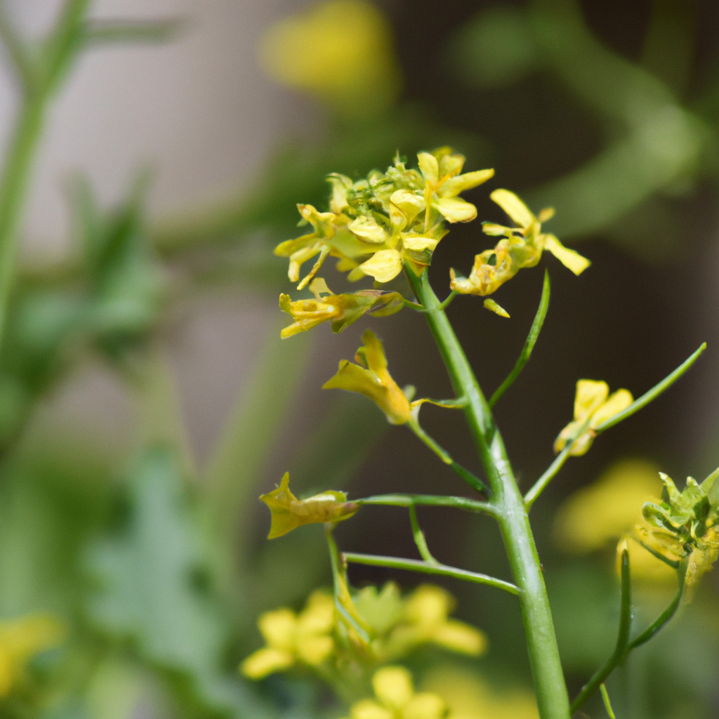Wild-Mustard plant