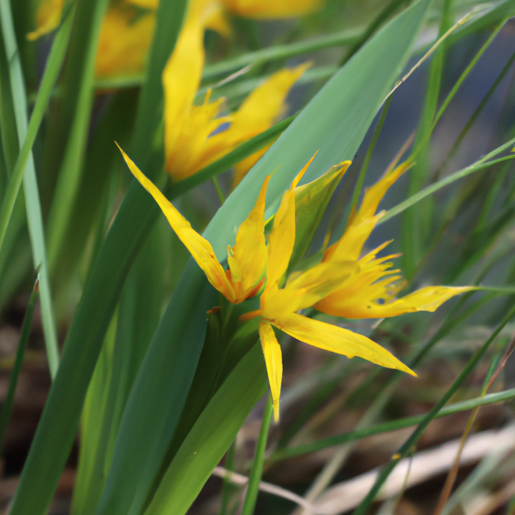Yellow Fox Sedge plant