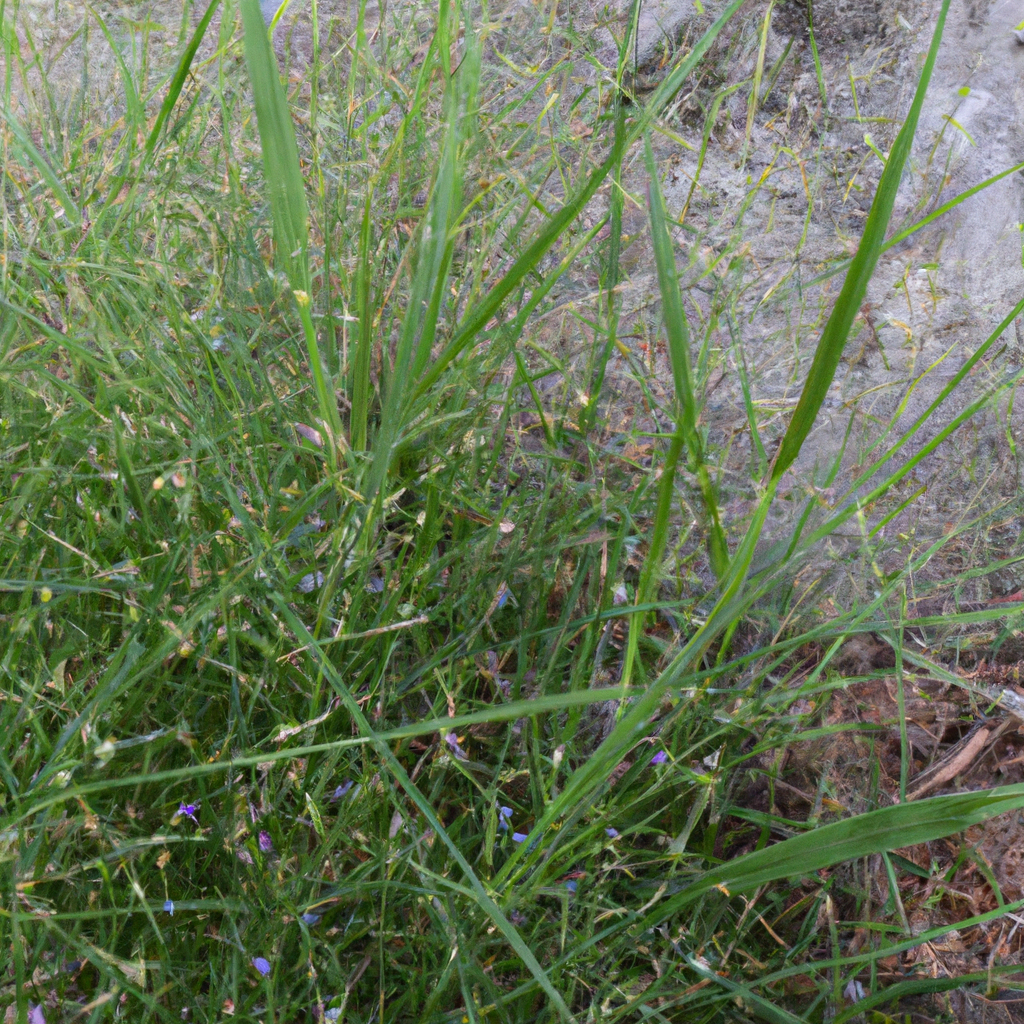Mary's grass plant