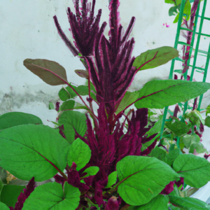 purple amaranth plant