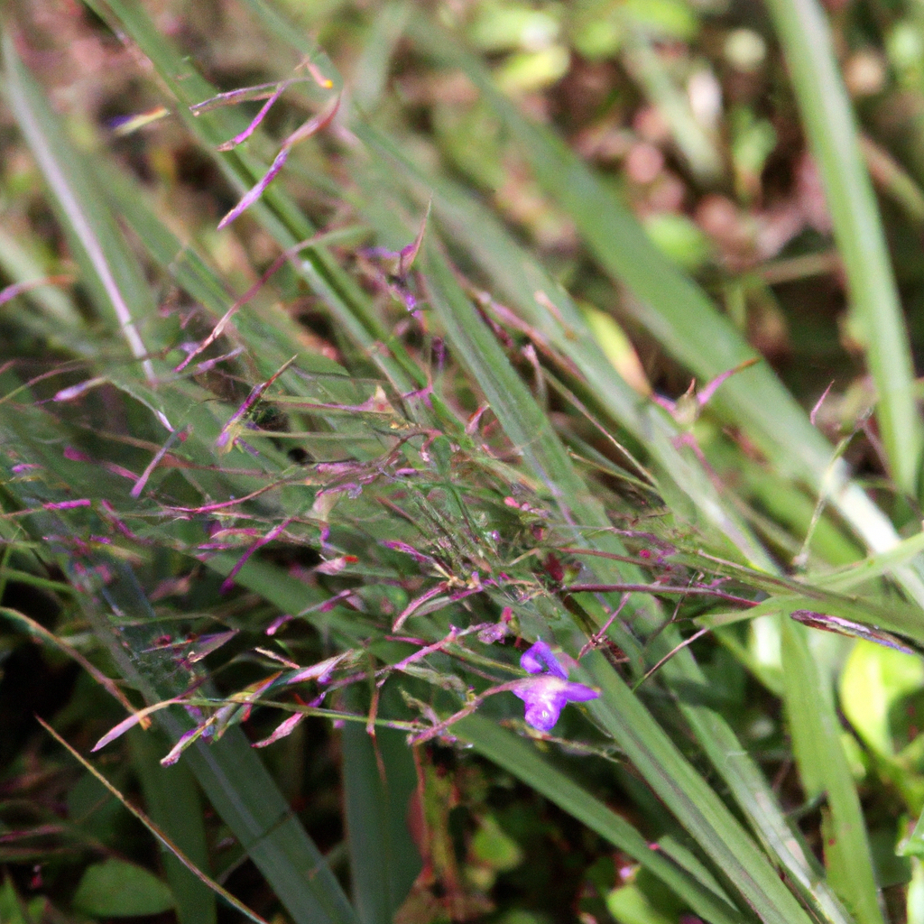 purple-nutsedge-lawn-weeds